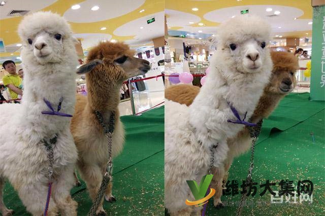 濰坊海洋生物租賃、萌寵動物租賃，百鳥展出租